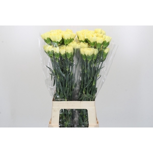 Dianthus St Ilias