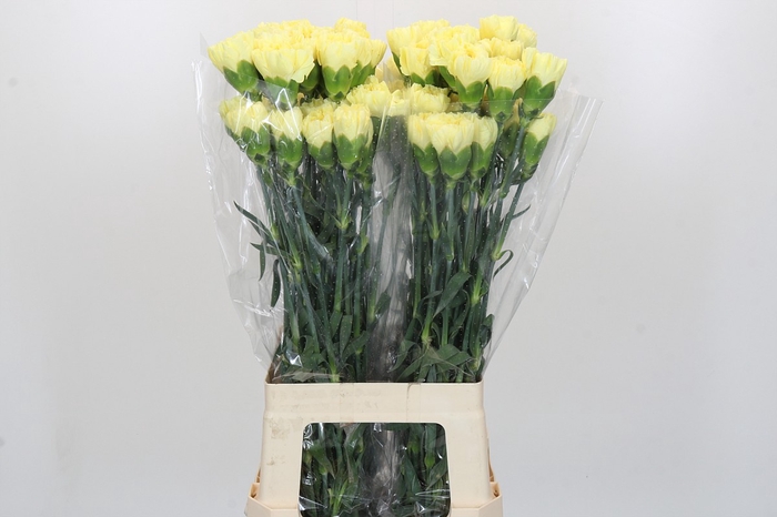<h4>Dianthus St Ilias</h4>