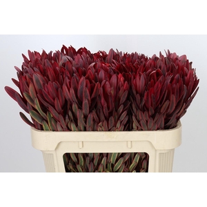 Leucadendron Jester