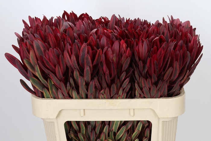 <h4>Leucadendron Jester</h4>