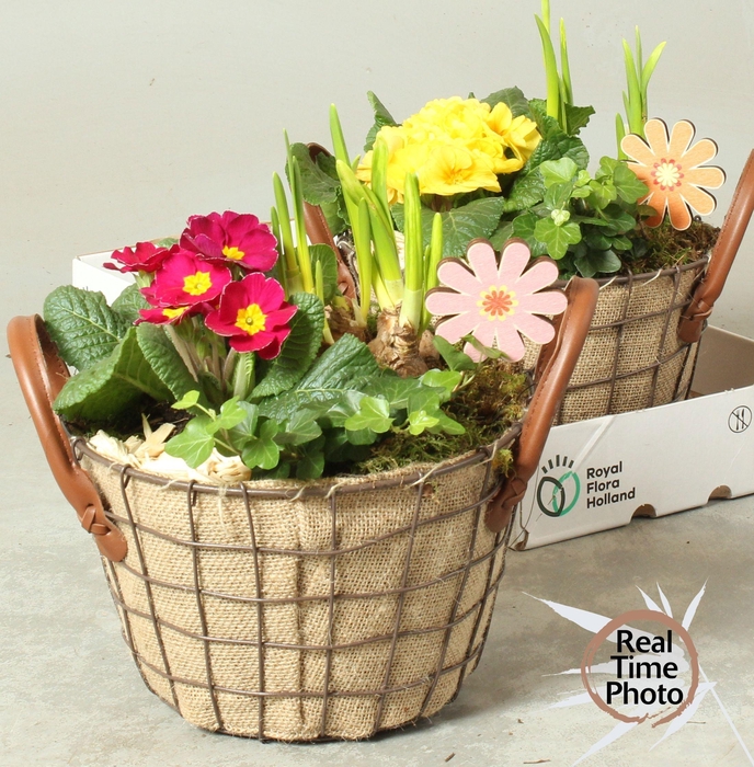 <h4>ARR TUINPLANTEN</h4>