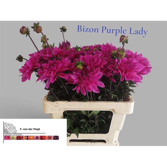 <h4>Dahlia Bizon Purple Lady</h4>