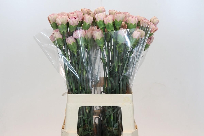 <h4>Dianthus St Creola</h4>