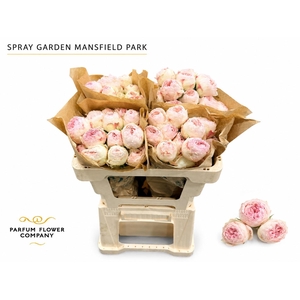 Rosa Spray Garden Mansfield Park
