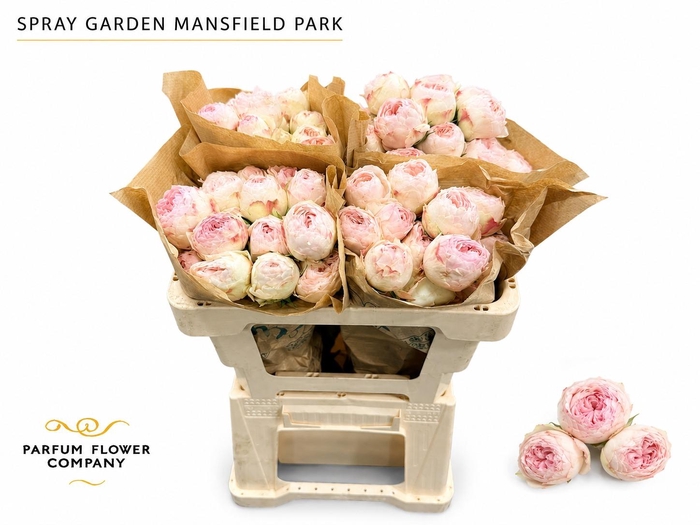 <h4>Rosa Spray Garden Mansfield Park</h4>
