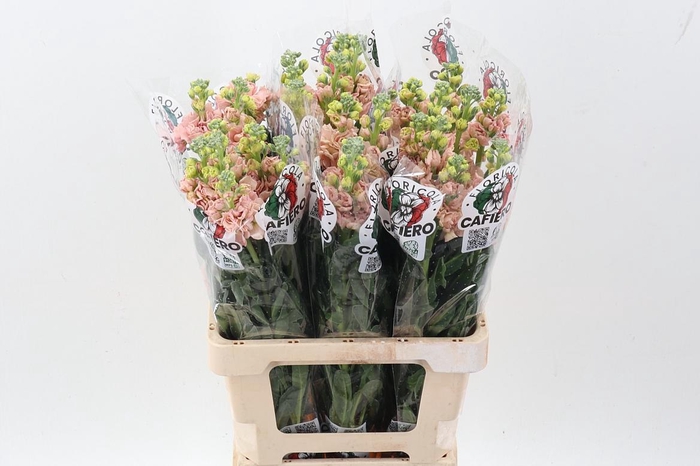 <h4>Matth Iron Apricot</h4>