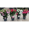 Dipladenia rek Specials, veel soorten!