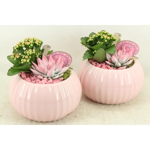 arr2 PL - Ker. bolpot tessa Pink 338/4