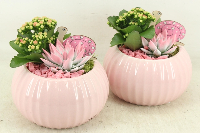 <h4>arr2 PL - Ker. bolpot tessa Pink 338/4</h4>