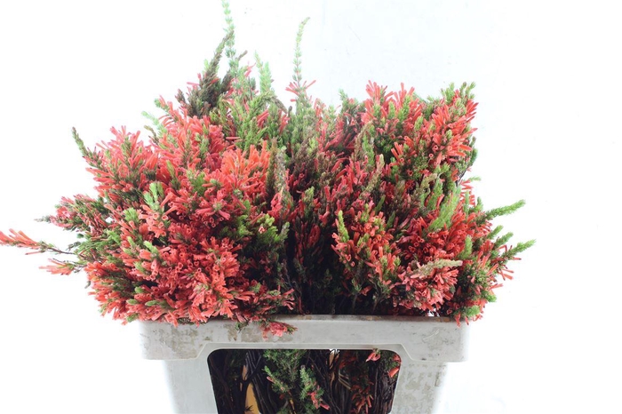 <h4>Kaaps Erica Scarlet Red</h4>