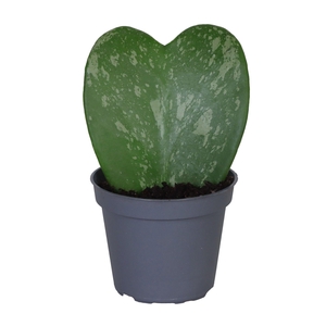 HOYA KERRII