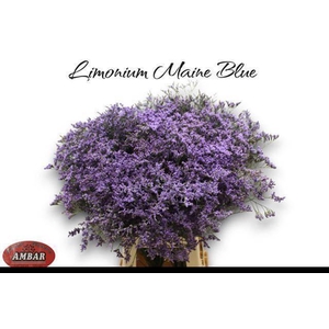 LIM MAINE BLUE