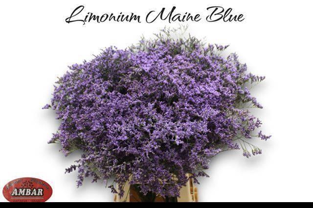 <h4>LIM MAINE BLUE</h4>