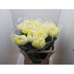 CHR G VIENNA YELLOW