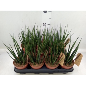 Sansevieria  'Fernwood'