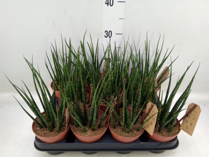 <h4>Sansevieria 'Fernwood'</h4>