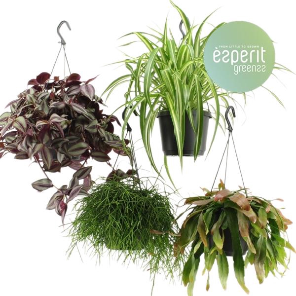 <h4>Hangmix Greenss 4 srt. hangpot</h4>