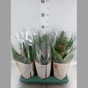 Ananas  'Rosita'