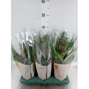 Ananas 'Rosita'