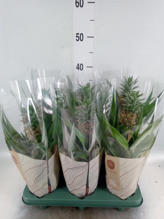 <h4>Ananas  'Rosita'</h4>
