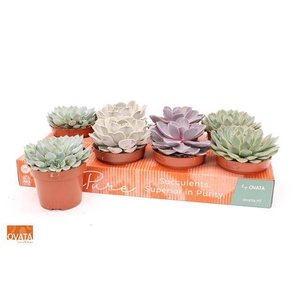 ECHEVERIA MIX