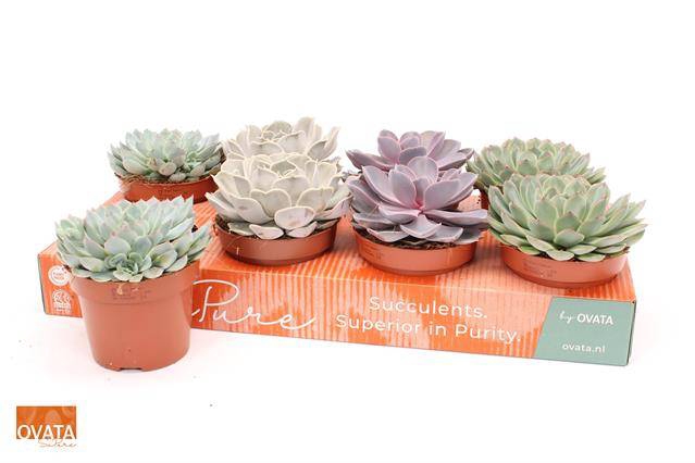 <h4>ECHEVERIA MIX</h4>
