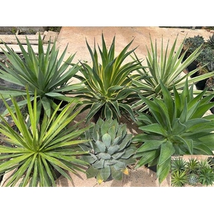 AGAVE OV