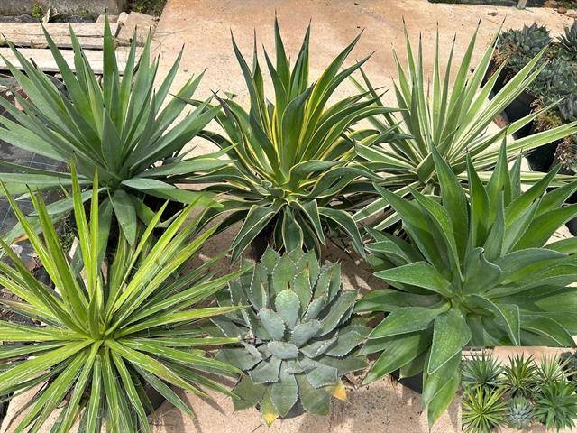 <h4>AGAVE OV</h4>
