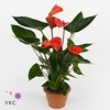 Anthurium andr. 'Pure Orange'