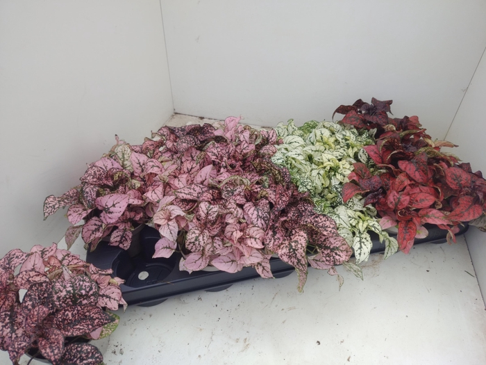 <h4>HYPOEST GEM</h4>