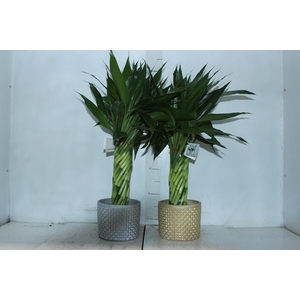 BAMBU TORCIDO RESINA