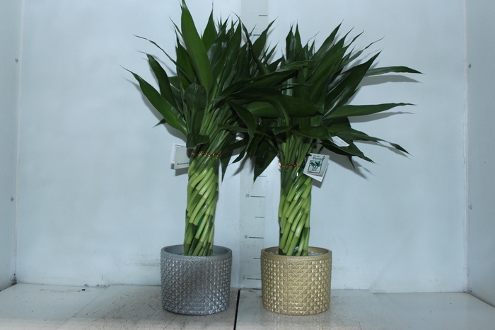 <h4>BAMBU TORCIDO RESINA</h4>