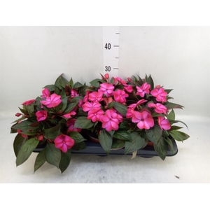 Impatiens NG 'ColPow Lavender'