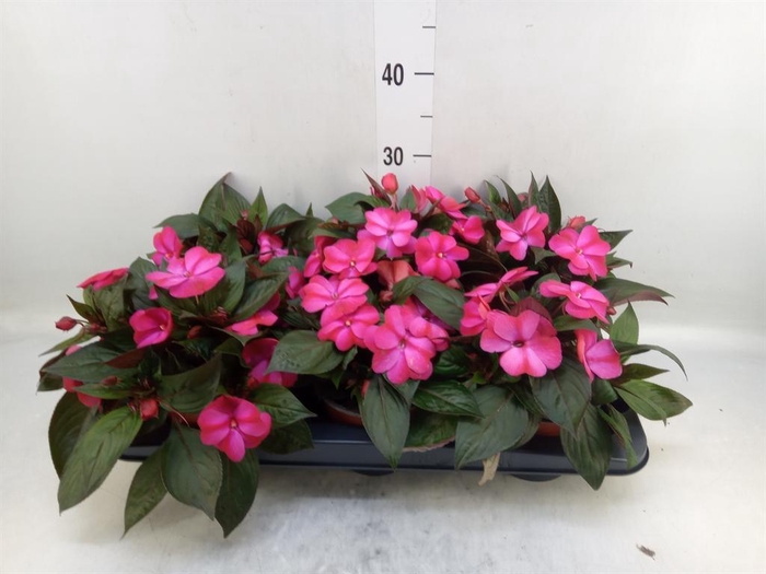 <h4>Impatiens NG 'ColPow Lavender'</h4>