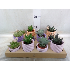 Succulents   ...mix 3