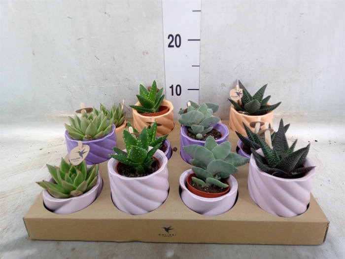 <h4>Succulents   ...mix 3</h4>
