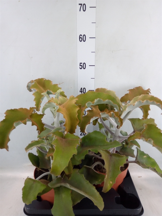 <h4>Kalanchoe NF   ...</h4>