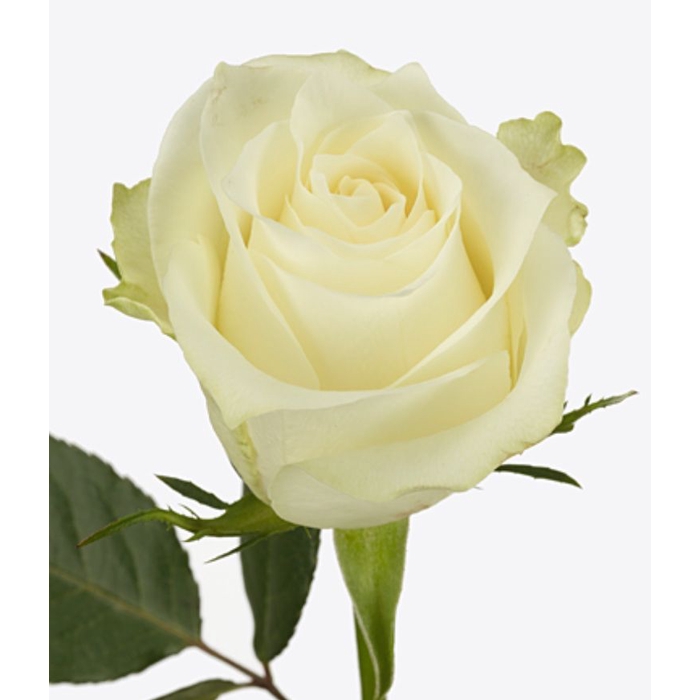 <h4>Rosa Albatros</h4>