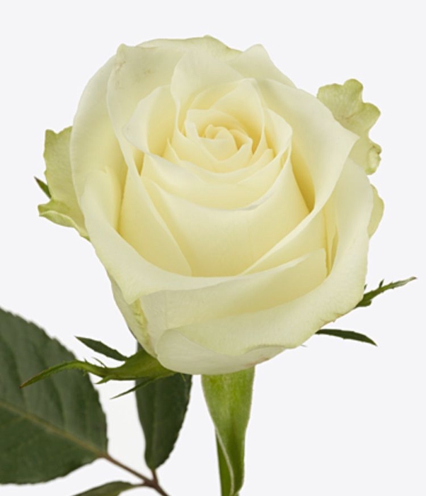 Rosa Albatros