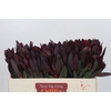 Leucadendron Saf Sunset Dark R.