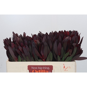 Leucadendron Saf Sunset Dark R.