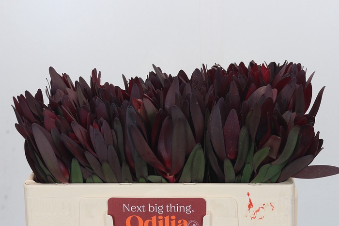 <h4>Leucadendron Saf Sunset Dark R.</h4>