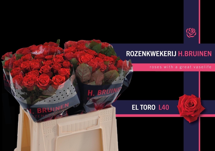 <h4>R GR EL TORO@</h4>