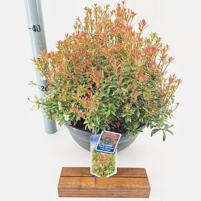 <h4>Pieris japonica Little Heath</h4>