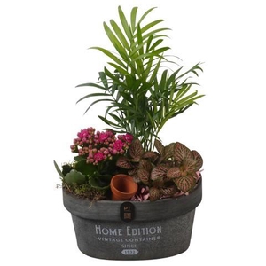 PTIB5263 Arrangement Indoor in houten bak ovaal