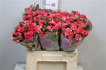<h4>Rosa TR 'Fireworks'</h4>