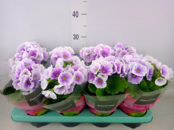 <h4>Primula obcon. 'Touch Me Blue Whit'</h4>