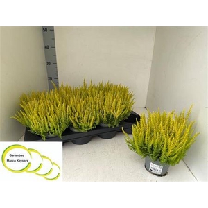 Calluna vulgaris Skyline gemengd