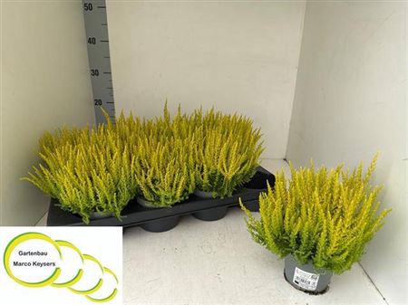 <h4>Calluna vulgaris Skyline gemengd</h4>