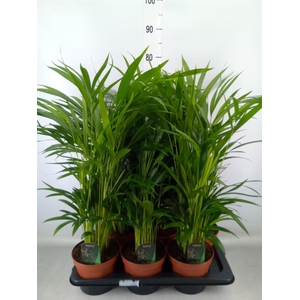 Dypsis lutescens   ...Chrysalidoca